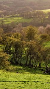 Превью обои деревья, луг, молодые, трава, зеленый, просторы