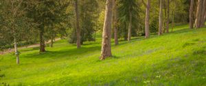 Превью обои деревья, луг, полевые цветы, природа
