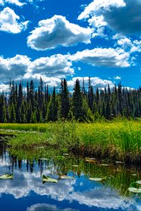 Превью обои деревья, луг, трава, пруд, небо, пейзаж