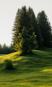 Превью обои деревья, луг, трава, природа
