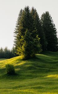 Превью обои деревья, луг, трава, природа