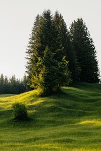 Превью обои деревья, луг, трава, природа