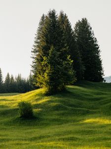 Превью обои деревья, луг, трава, природа