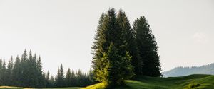 Превью обои деревья, луг, трава, природа