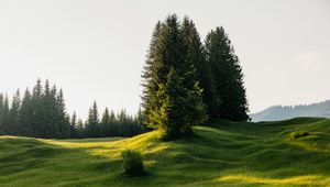 Превью обои деревья, луг, трава, природа