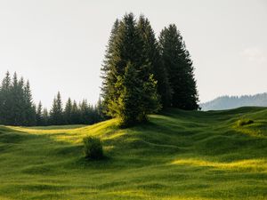 Превью обои деревья, луг, трава, природа