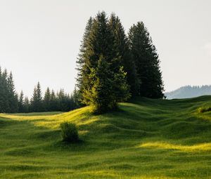 Превью обои деревья, луг, трава, природа