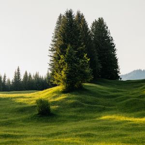Превью обои деревья, луг, трава, природа