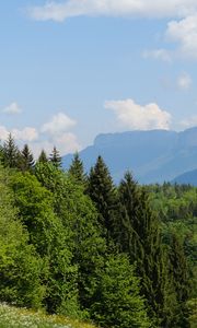 Превью обои деревья, луг, цветы, трава, пейзаж