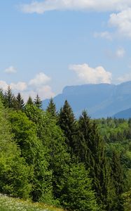 Превью обои деревья, луг, цветы, трава, пейзаж