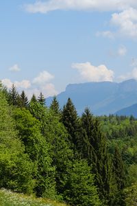 Превью обои деревья, луг, цветы, трава, пейзаж