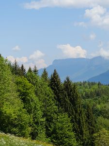 Превью обои деревья, луг, цветы, трава, пейзаж