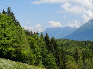Превью обои деревья, луг, цветы, трава, пейзаж