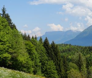 Превью обои деревья, луг, цветы, трава, пейзаж