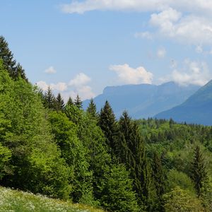 Превью обои деревья, луг, цветы, трава, пейзаж