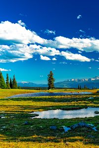 Превью обои деревья, луг, вода, трава