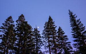Превью обои деревья, луна, небо