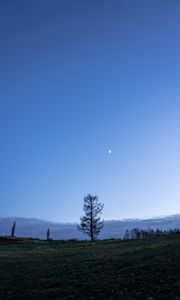 Превью обои деревья, луна, небо, поляна, сумерки, пейзаж