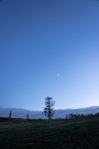 Превью обои деревья, луна, небо, поляна, сумерки, пейзаж