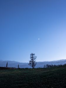 Превью обои деревья, луна, небо, поляна, сумерки, пейзаж