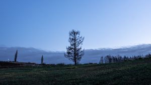 Превью обои деревья, луна, небо, поляна, сумерки, пейзаж