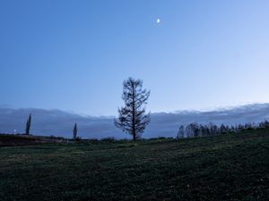 Превью обои деревья, луна, небо, поляна, сумерки, пейзаж