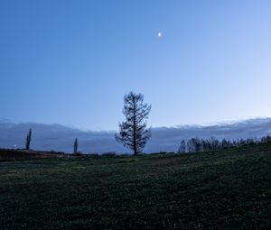 Превью обои деревья, луна, небо, поляна, сумерки, пейзаж