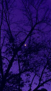 Превью обои деревья, луна, ночь, небо, фиолетовый