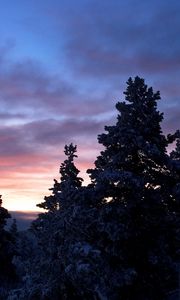 Превью обои деревья, луна, снег, зима, сумерки, тишина