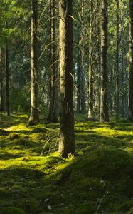 Превью обои деревья, мох, лес, стволы, природа