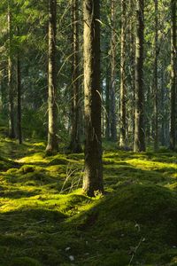 Превью обои деревья, мох, лес, стволы, природа