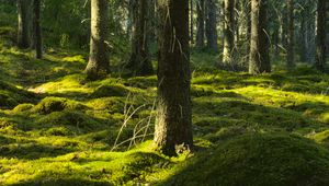 Превью обои деревья, мох, лес, стволы, природа