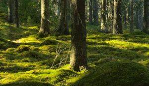 Превью обои деревья, мох, лес, стволы, природа