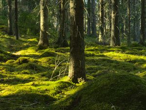 Превью обои деревья, мох, лес, стволы, природа