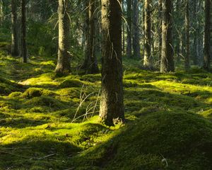 Превью обои деревья, мох, лес, стволы, природа