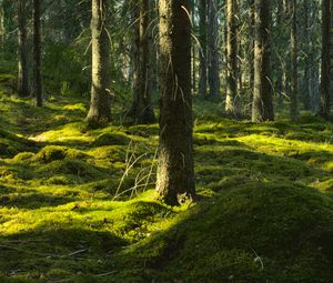 Превью обои деревья, мох, лес, стволы, природа