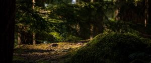 Превью обои деревья, мох, папоротник, лес