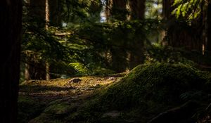 Превью обои деревья, мох, папоротник, лес