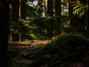 Превью обои деревья, мох, папоротник, лес