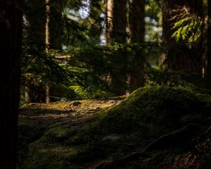 Превью обои деревья, мох, папоротник, лес
