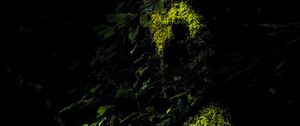 Превью обои деревья, мох, ветки, листья, темный