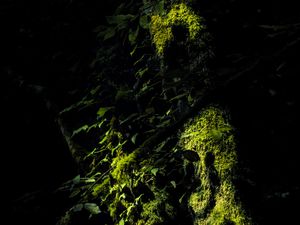 Превью обои деревья, мох, ветки, листья, темный