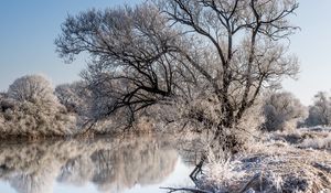 Превью обои деревья, мороз, озеро, отражение