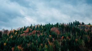 Превью обои деревья, небо, осень, вершина