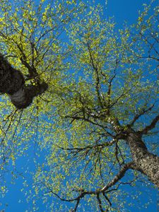 Превью обои деревья, небо, ветки, листья, лес, природа, вид снизу
