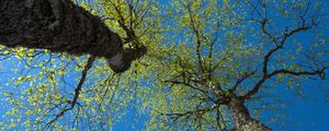 Превью обои деревья, небо, ветки, листья, лес, природа, вид снизу