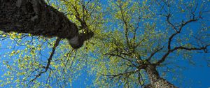 Превью обои деревья, небо, ветки, листья, лес, природа, вид снизу