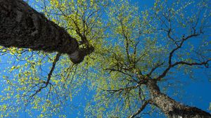 Превью обои деревья, небо, ветки, листья, лес, природа, вид снизу