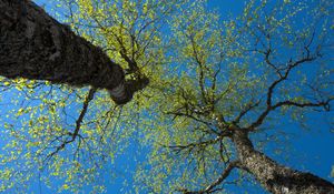 Превью обои деревья, небо, ветки, листья, лес, природа, вид снизу