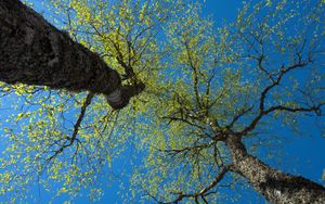 Превью обои деревья, небо, ветки, листья, лес, природа, вид снизу